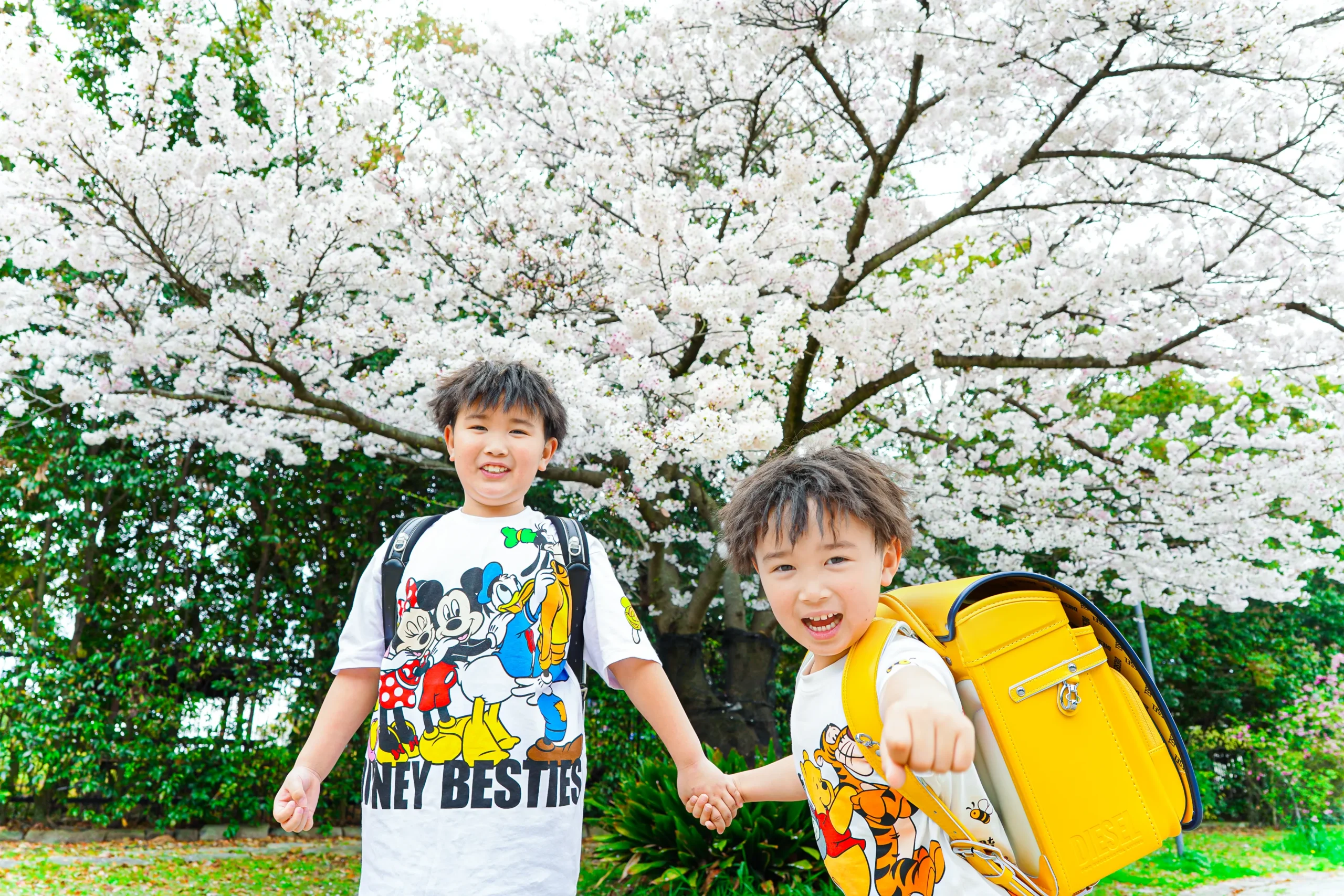 堺市にて入学の桜ロケーションフォト
