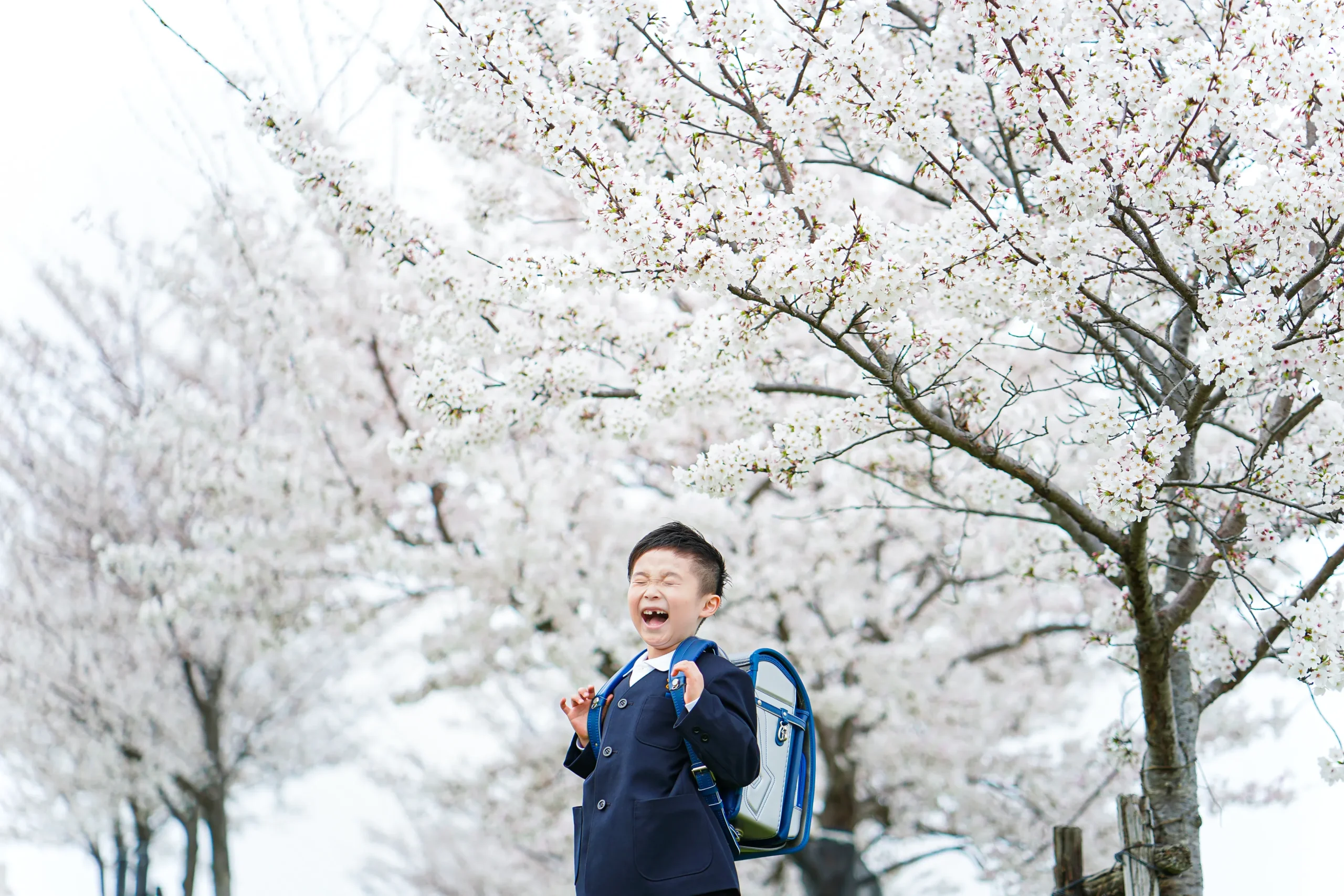 堺市にて入学の桜ロケーション撮影